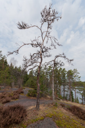 Trees on a rock in the middle of forests near a lake in spring in western Finlandの写真素材