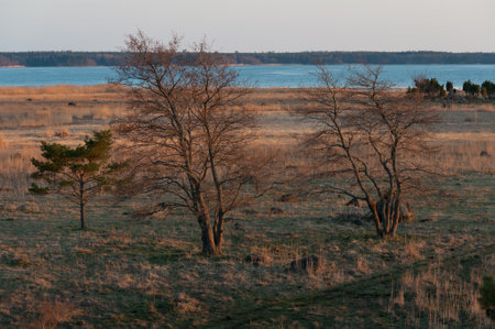 Trees and open grasslands near the seashore in Western Finland in springの写真素材
