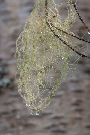 A close-up of water droplets on green lichenの写真素材