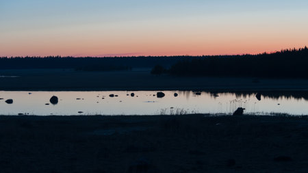 Coastal wetlands on an early summer evening in Western Finlandの写真素材