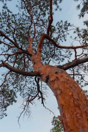 A pine tree trunk seen from below in the forests of Finlandの写真素材