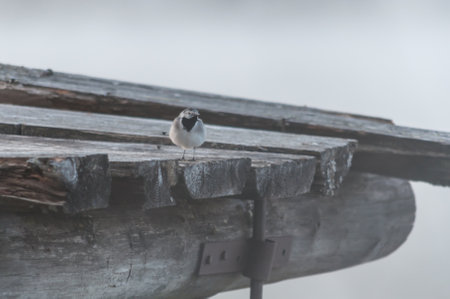 A lone bird on an old, wooden jetty in morning mist in springtime in Finlandの写真素材