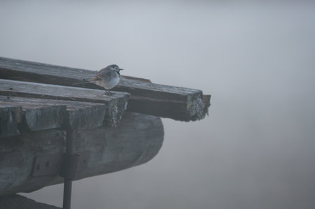 A lone bird on an old, wooden jetty in morning mist in springtime in Finlandの写真素材