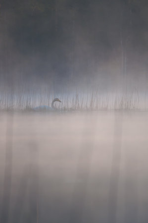 A swan in a lake in the forests of Finland on a spring morningの写真素材