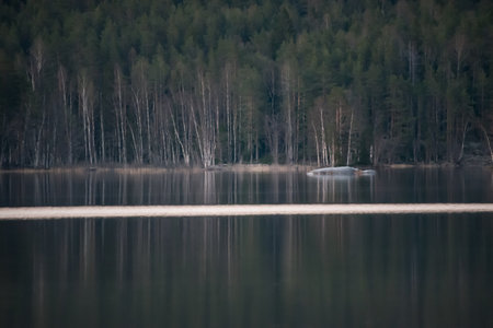 Lake scenery around sunset on a late spring evening in conifer forests of Finlandの写真素材