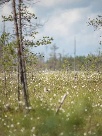 Landscape of forested bogs in eastern Finland on a partially clouded summer dayの写真素材
