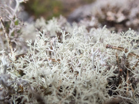 Close-up of light grey lichen on the ground in the forests of Finland in summerの写真素材