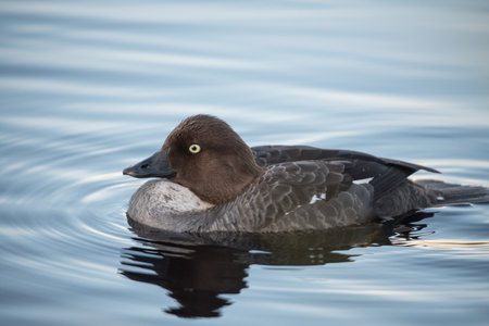 Goldeneye waterbird swimming on a lake in the forests of Finland in summerの写真素材