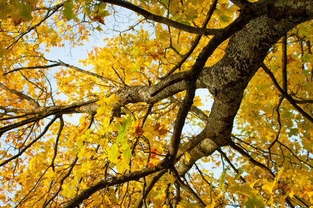 Colorful tree with yellow leaves
