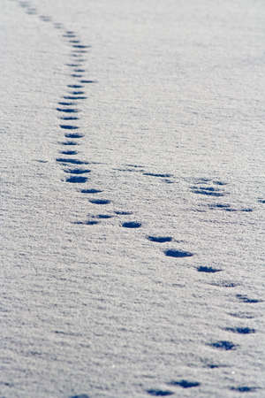 Footsteps in snowの写真素材
