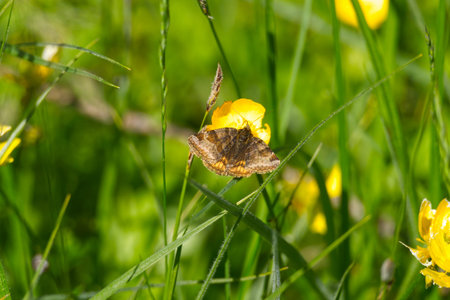 Burnet companion moth (Euclidia glyphica) butterfly perched on a flower in Zurich, Switzerland
