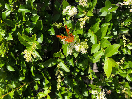 Comma butterfly (Polygonia c-album) sitting on a white flower in Zurich, Switzerland.の写真素材