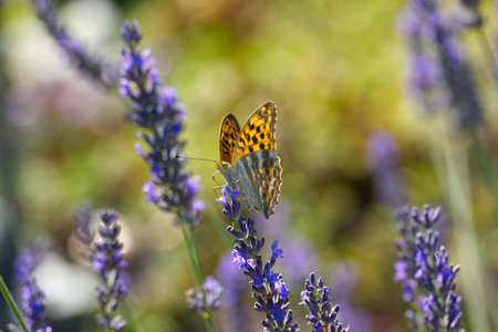 Silver-washed Fritillary butterfly (Argynnis paphia) with partially open wings sitting on lavender...
