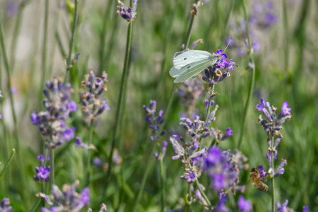 Small white butterfly (Pieris rapae) perched on lavender in Zurich, Switzerland