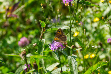 Meadow brown (maniola jurtina) butterfly with open wings sitting on a pink flower in Zurich, Switzerlandの写真素材