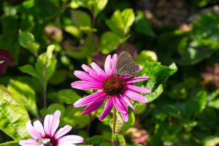 Ringlet (Aphantopus hyperantus) butterfly sitting on a pink flower in Zurich, Switzerland