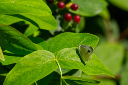Large white butterfly (Pieris brassicae) perched on green leaf in Zurich, Switzerland