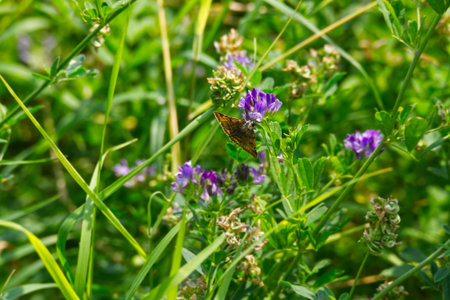 Burnet companion moth (Euclidia glyphica) butterfly perched on a purple flower in Zurich,...