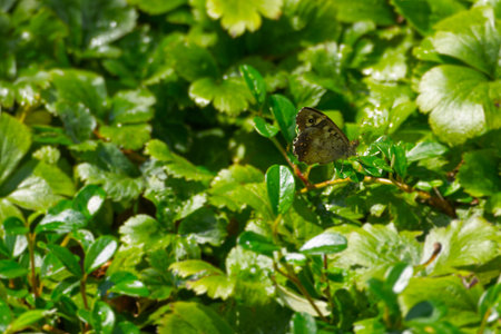 Speckled Wood Butterfly (Pararge aegeria) perched on green leaf in Zurich, Switzerland
