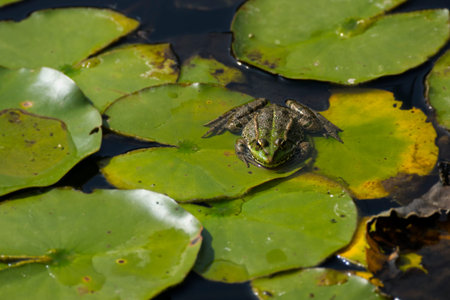 Marsh frog (Pelophylax ridibundus) sitting on lily pad in pond in Zurich, Switzerland