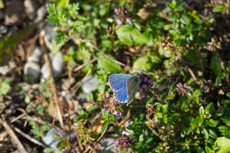 Common blue (Polyommatus icarus) butterfly perched on pink flower in Zurich, Switzerlandの写真素材