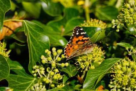 Painted Lady (Vanessa Cardui) Butterfly perched on ivy hedge (hedera helix) in Zurich, Switzerlandの写真素材