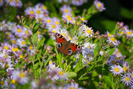European peacock butterfly (Aglais io) sitting on Spanish Daisy in Zurich, Switzerlandの写真素材