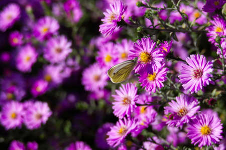 Green-veined white butterfly (pieris napi) perched on a pink spanish daisy in Zurich, Switzerlandの写真素材