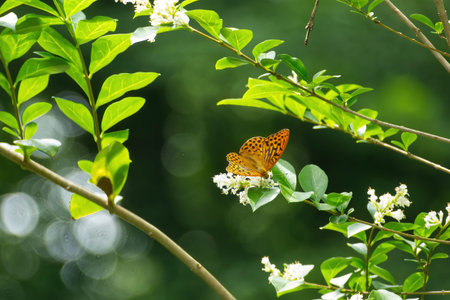 Silver-washed Fritillary butterfly (Argynnis paphia) sitting on white flower in Zurich, Switzerland