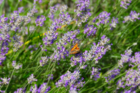 Small tortoiseshell butterfly (Aglais urticae) perched on lavender plant in Zurich, Switzerlandの写真素材