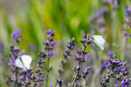 Small white butterfly (Pieris rapae) perched on lavender in Zurich, Switzerlandの写真素材