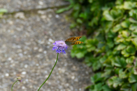 Silver-washed Fritillary butterfly (Argynnis paphia) sitting on purple flower in Zurich, Switzerland