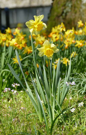 Narcissus pseudonarcissus in a park in spring in Zurich, Switzerlandの写真素材