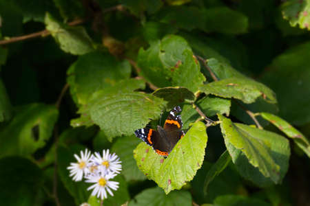 Red admiral butterfly (Vanessa Atalanta) perched on green leaf in Zurich, Switzerlandの写真素材