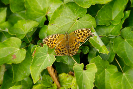 Silver-washed Fritillary butterfly (Argynnis paphia) sitting on green leaves in Zurich, Switzerlandの写真素材