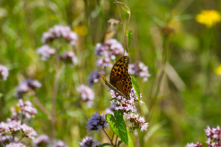 Silver-washed Fritillary butterfly (Argynnis paphia) sitting on light pink flower in Zurich, Switzerlandの写真素材