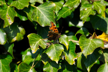 Comma butterfly (Polygonia c-album) with partially open wings sitting on a green plant in Zurich,...