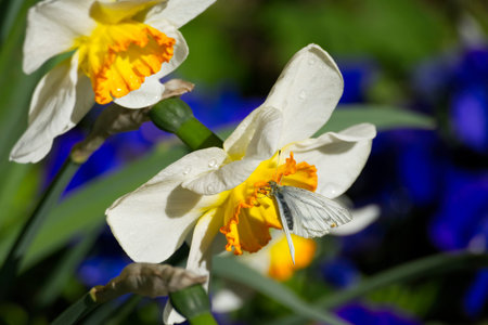 Green-veined white butterfly (pieris napi) perched on a orange white flower in Zurich, Switzerland