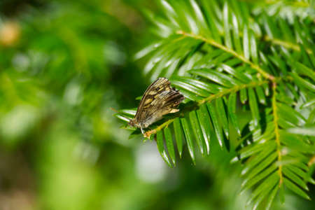 Speckled Wood Butterfly (Pararge aegeria) perched on tree branch in Zurich, Switzerlandの写真素材