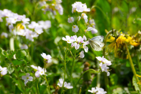 Green-veined white butterfly (pieris napi) perched on light pink flower in Zurich, Switzerland