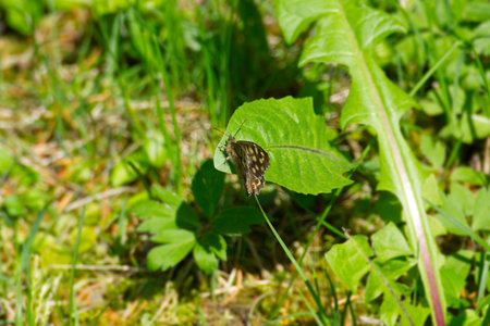 Speckled Wood Butterfly (Pararge aegeria) perched on green leaf in Zurich, Switzerland