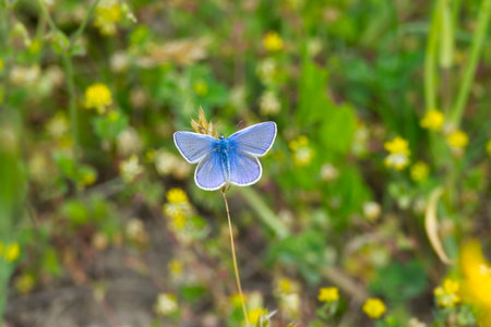Common blue (Polyommatus icarus) butterfly perched on flower in Zurich, Switzerland