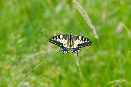 Old World Swallowtail or common yellow swallowtail (Papilio machaon) sitting on violet flower in Zurich, Switzerlandの写真素材
