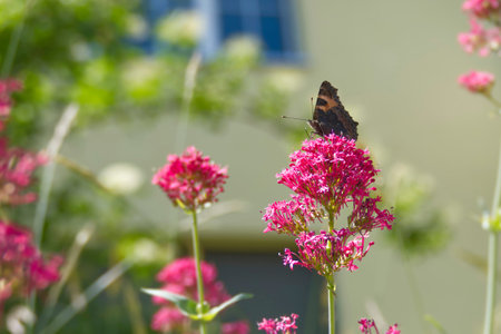 Small tortoiseshell butterfly (Aglais urticae) sitting on a pink flower in Zurich, Switzerland
