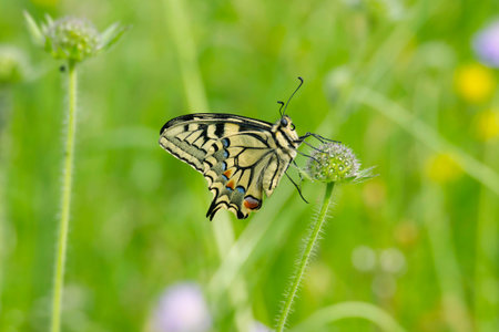 Old World Swallowtail or common yellow swallowtail (Papilio machaon) sitting on flower in Zurich,...