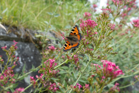 Small tortoiseshell butterfly (Aglais urticae) sitting on a pink flower in Zurich, Switzerland