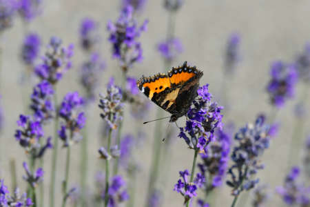 Small tortoiseshell butterfly (Aglais urticae) perched on lavender plant in Zurich, Switzerlandの写真素材