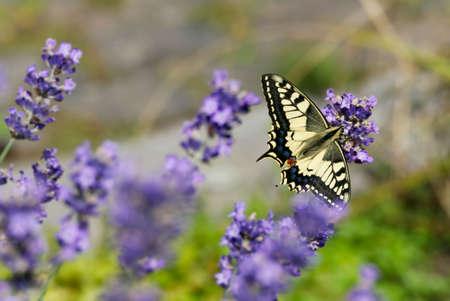 Old World Swallowtail or common yellow swallowtail (Papilio machaon) sitting on lavender in Zurich, Switzerlandの写真素材