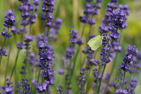 Common brimstone butterfly (Gonepteryx rhamni) sitting on lavender in Zurich, Switzerlandの写真素材