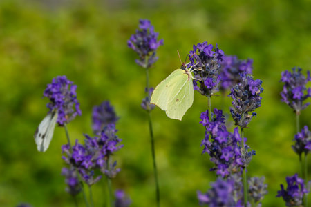 Common brimstone butterfly (Gonepteryx rhamni) sitting on lavender in Zurich, Switzerlandの写真素材